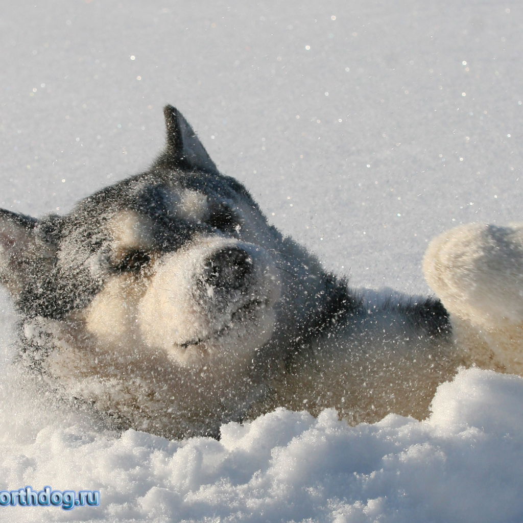 Лайка лежит в снегу