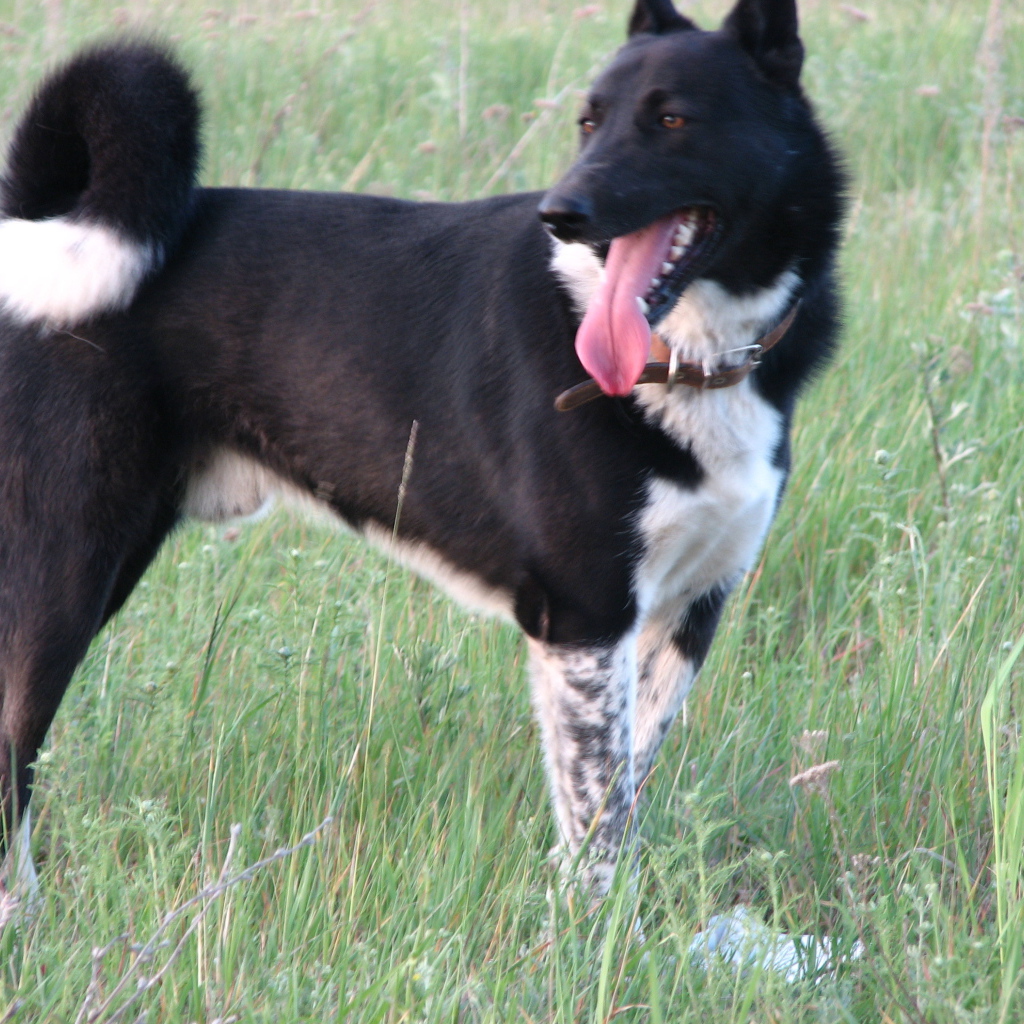 Лайка на летнем лугу