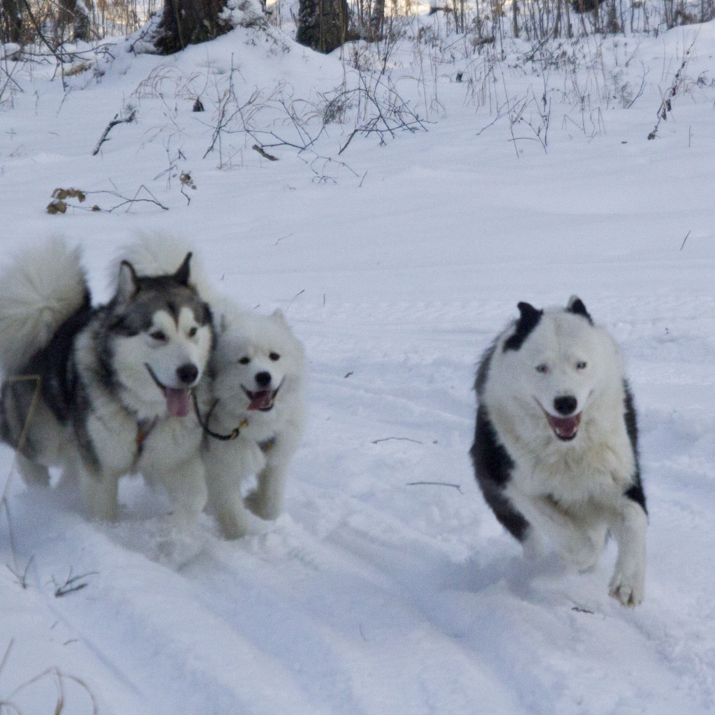 Лайки бегут по лесу