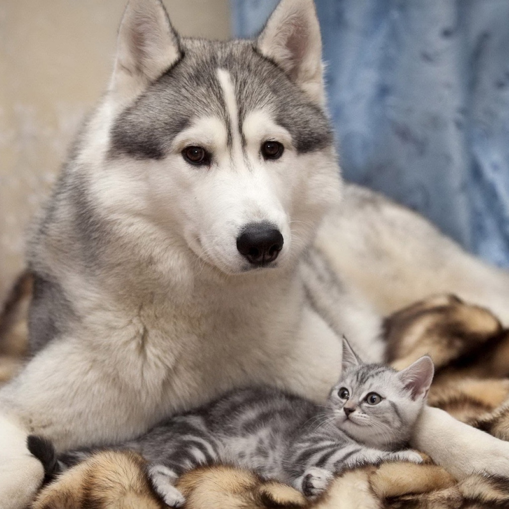 Лайка с котенком