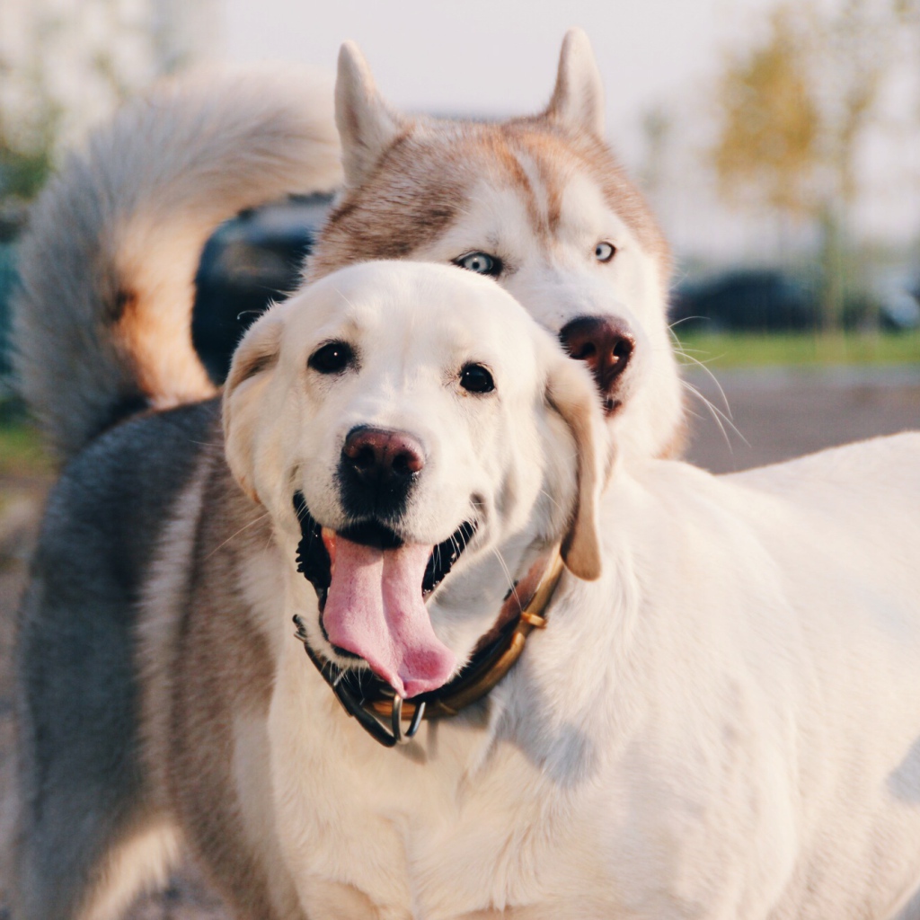 Лайка с ретривером на улице
