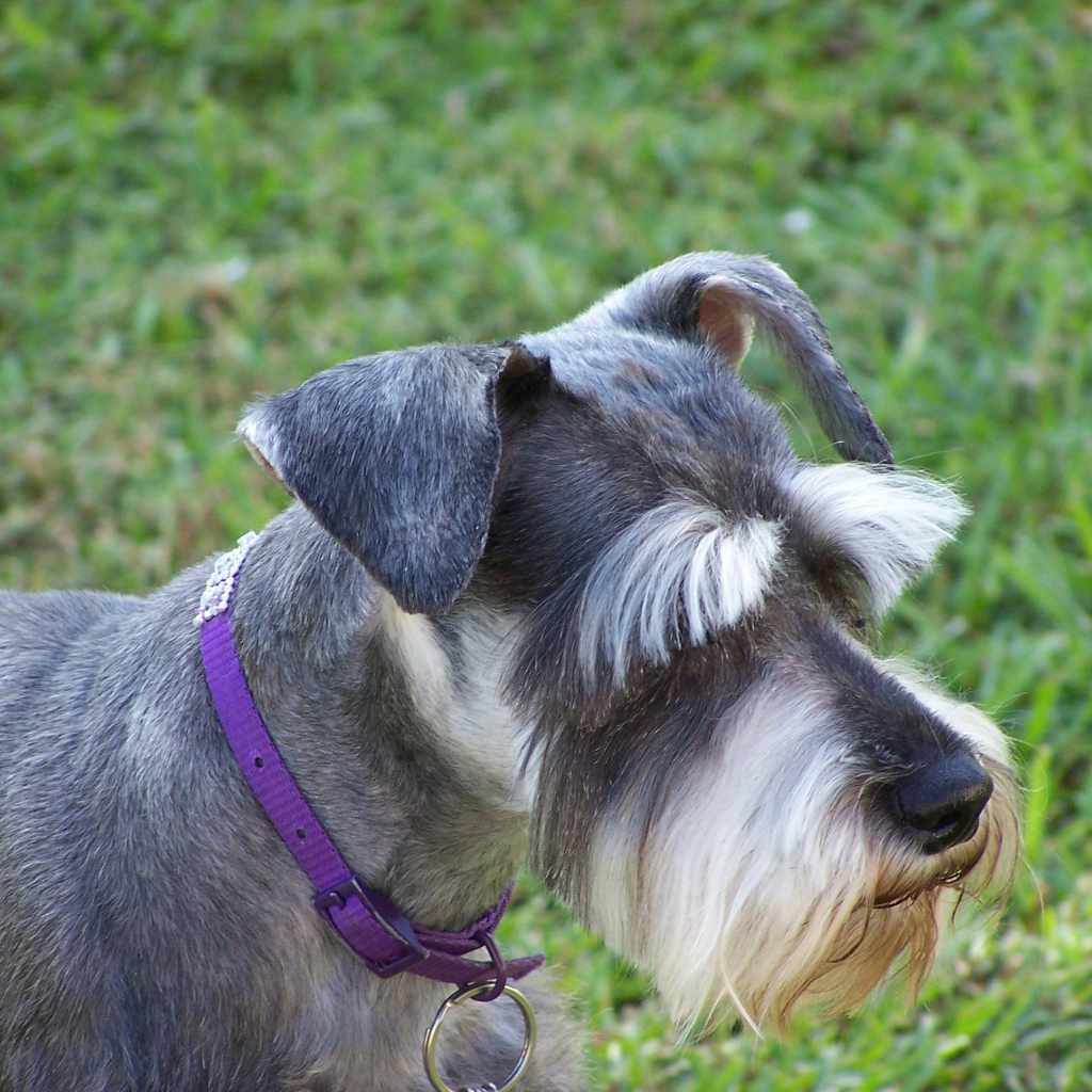 Ухоженный шнауцер на прогулке