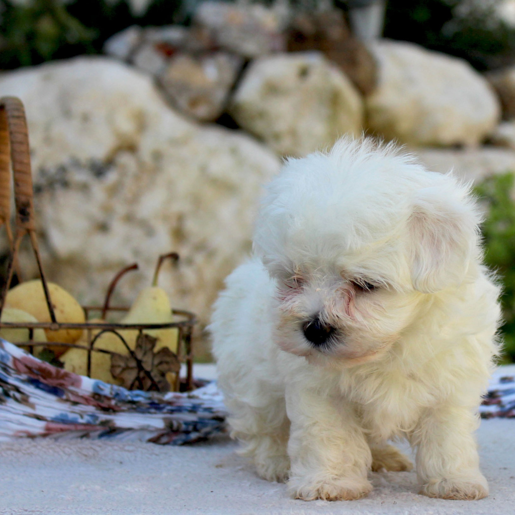 Болонка и корзина фруктов