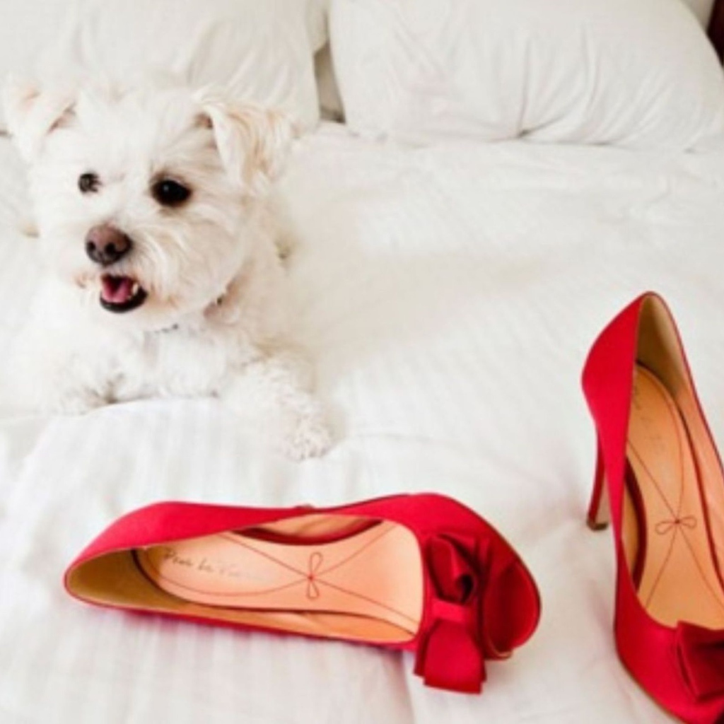 Болонка и красные туфли