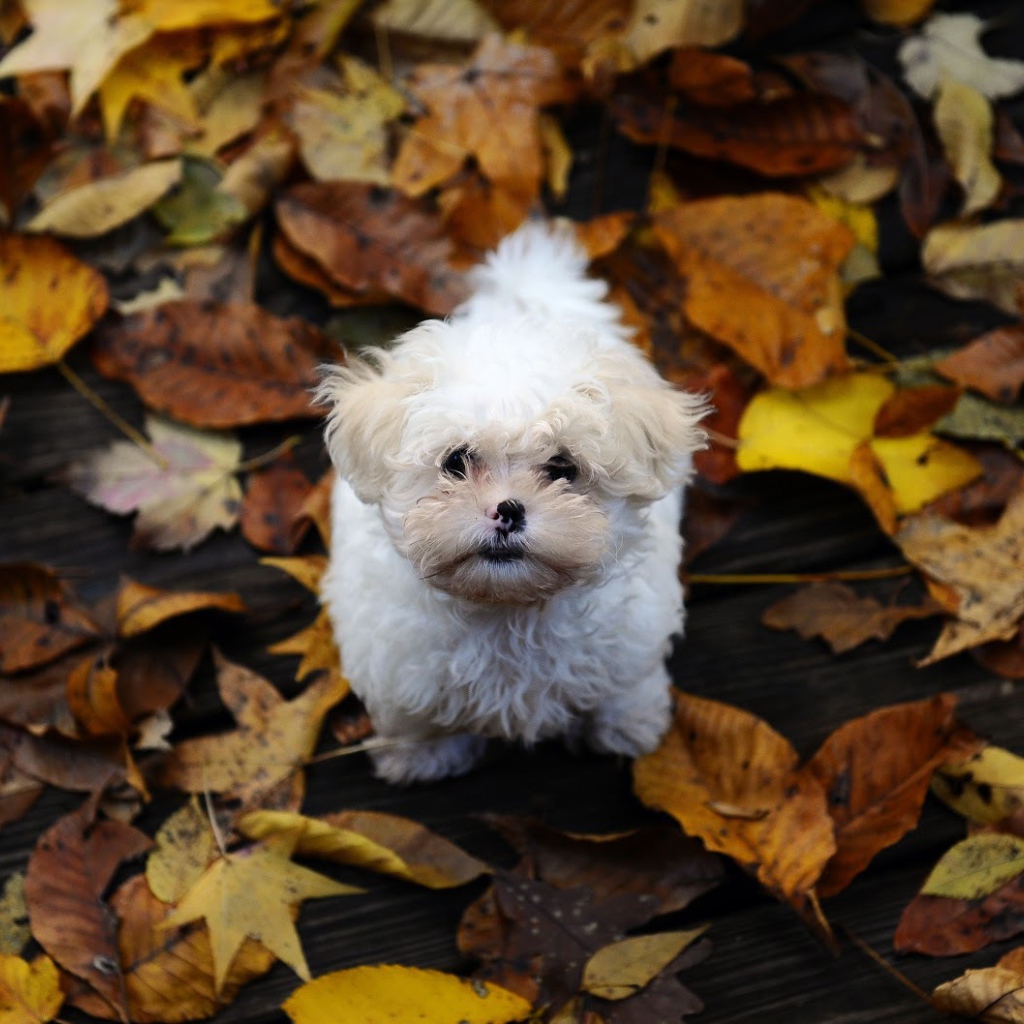 Болонка в осеннем парке
