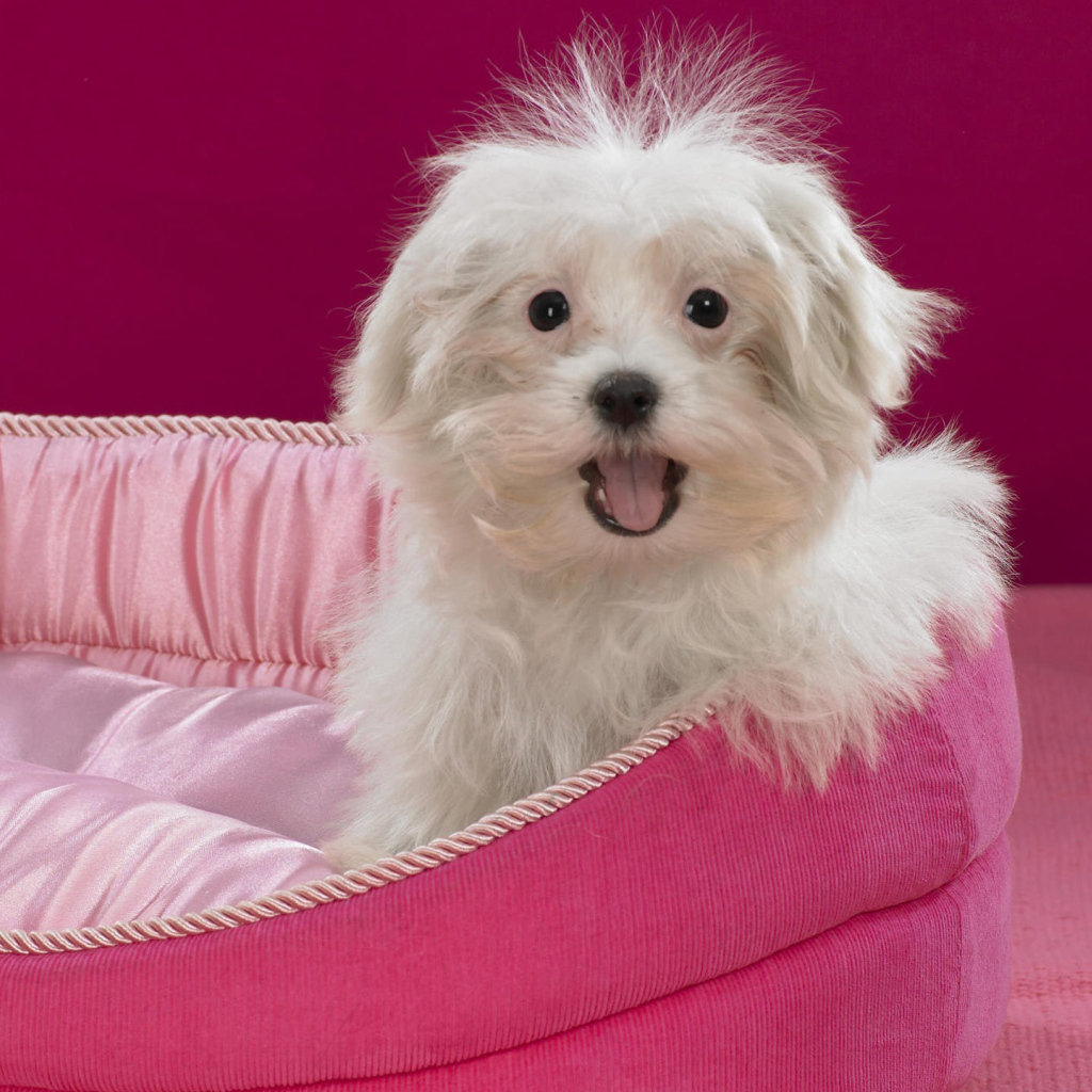 Болонка в розовом