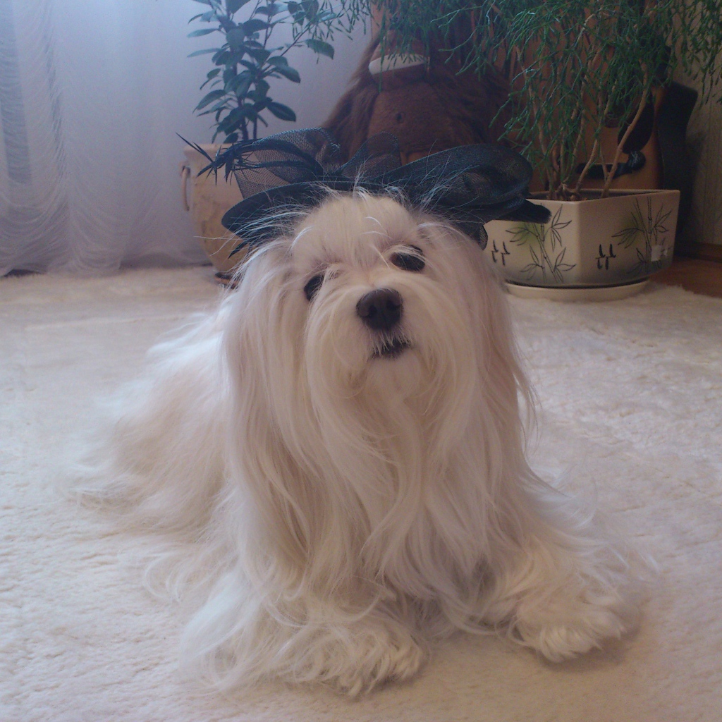 Болонка в квартире