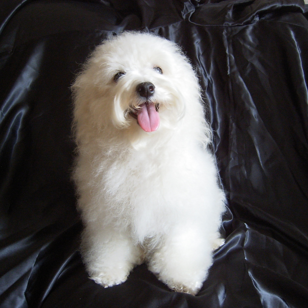 Болонка на чёрном фоне