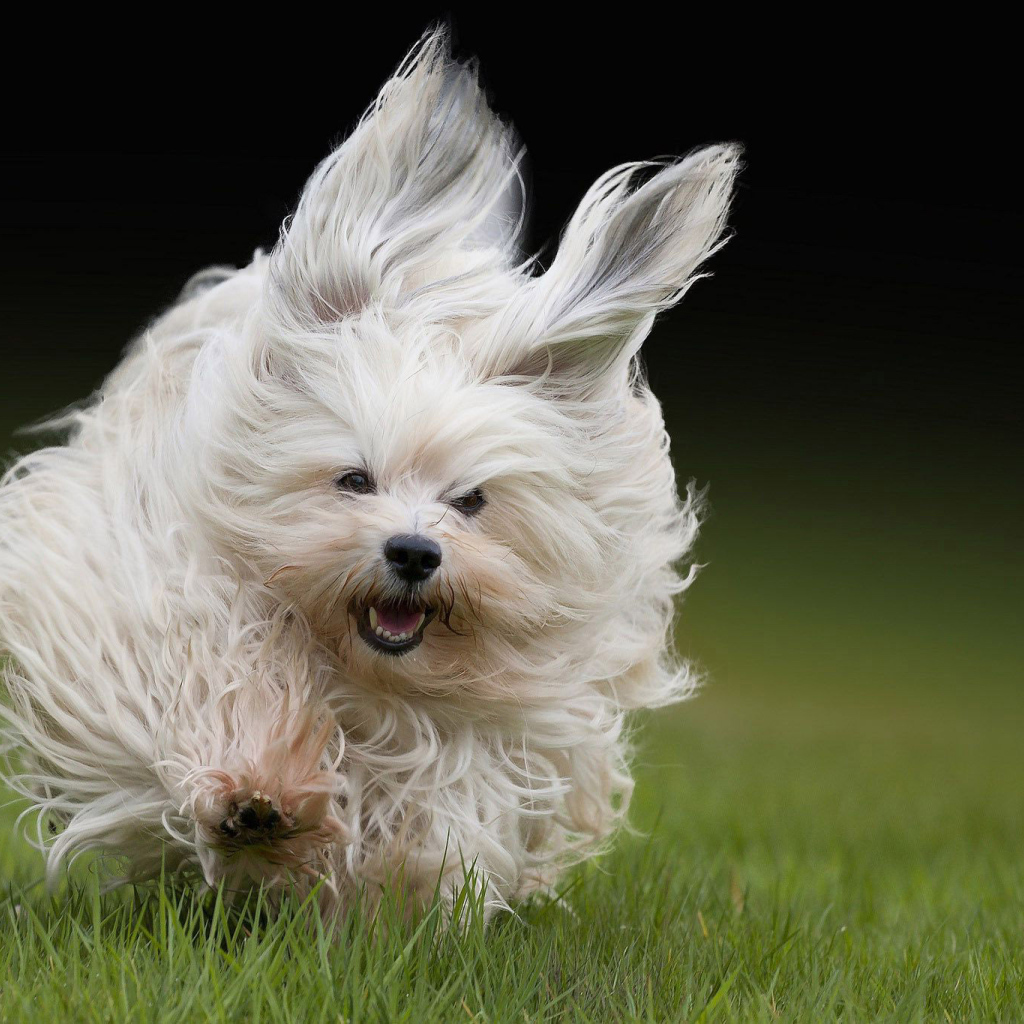 Болонка бежит по траве