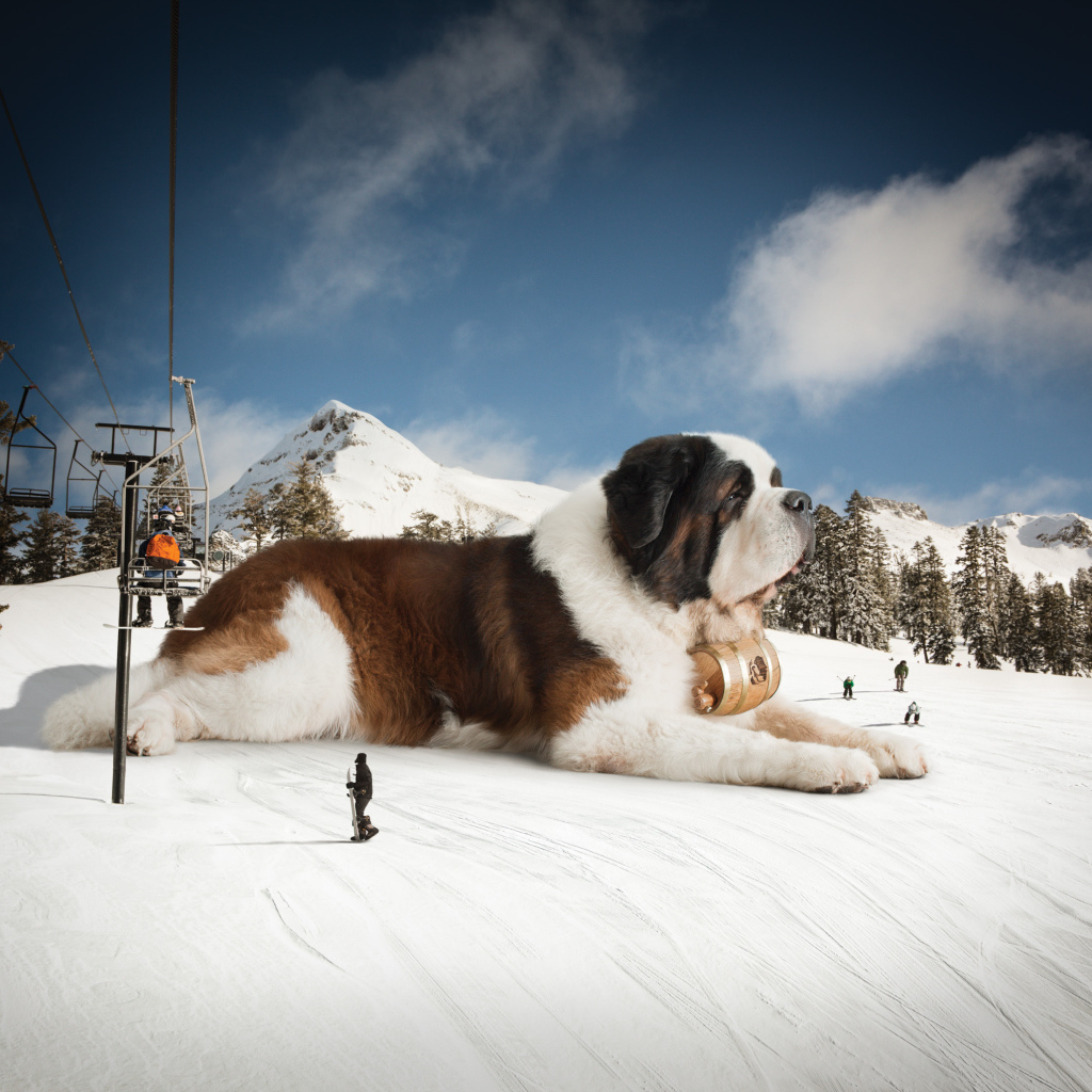 Большой сенбернар у подъемника