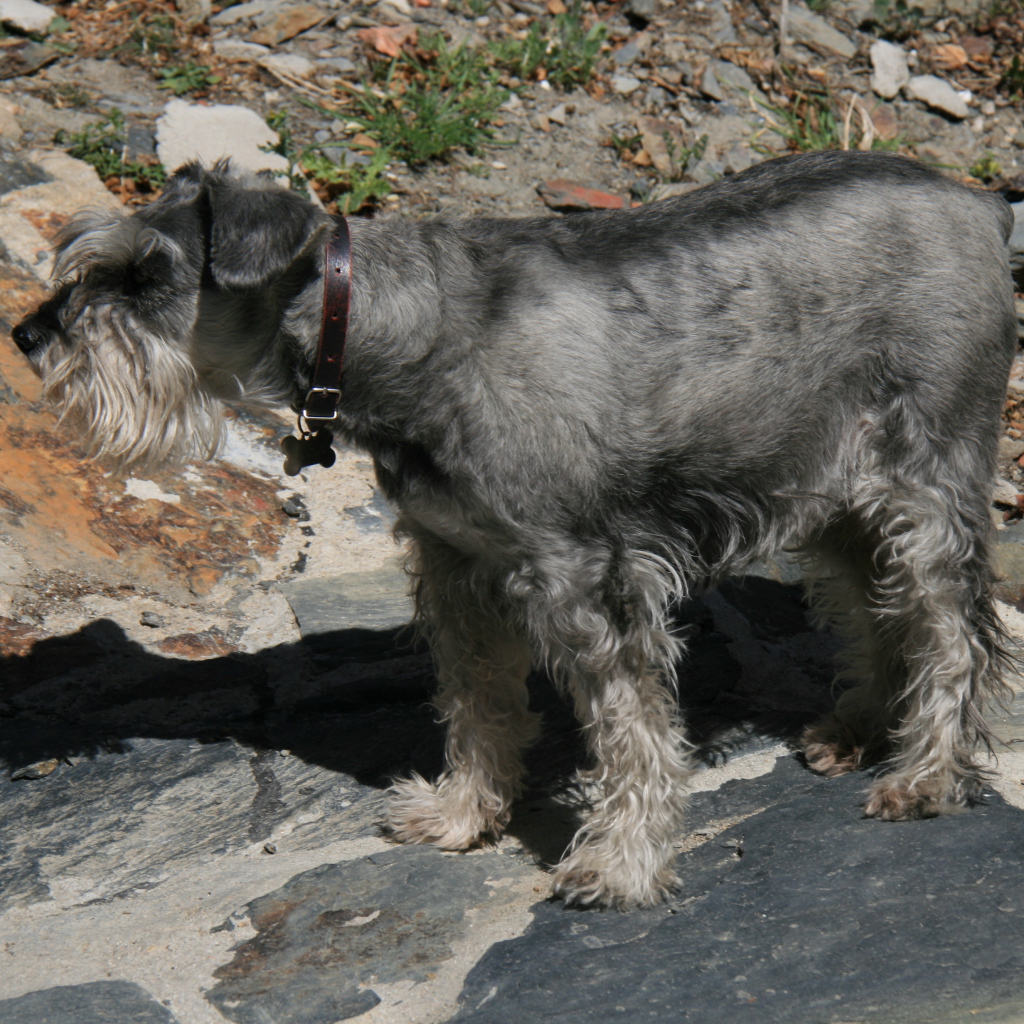 Большой серый шнауцер