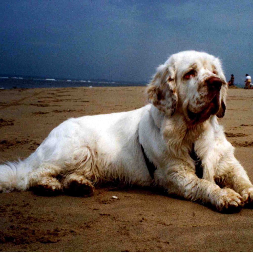 Большой спаниель на пляже