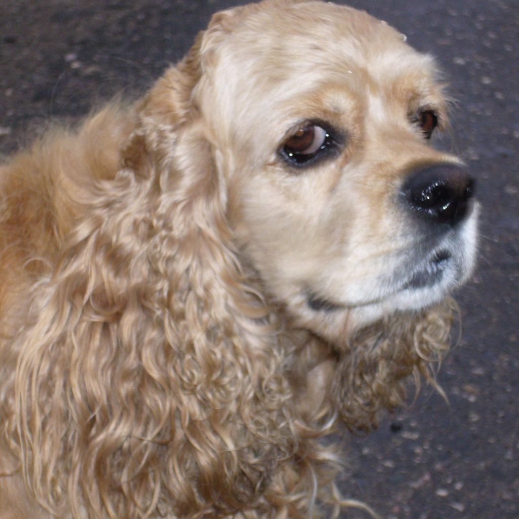 Хитрый взгляд собаки спаниеля