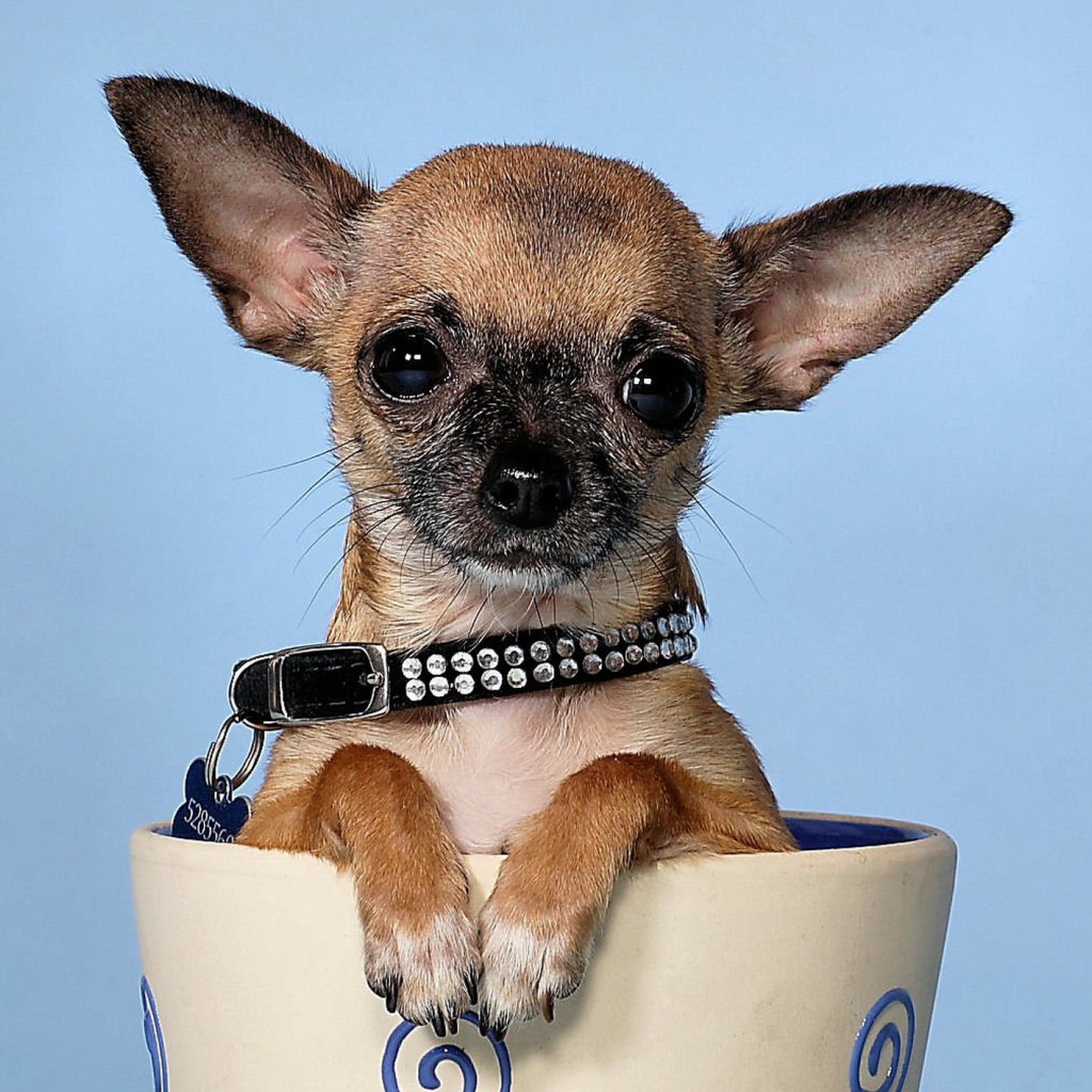 Маленькая чихуахуа в чашке