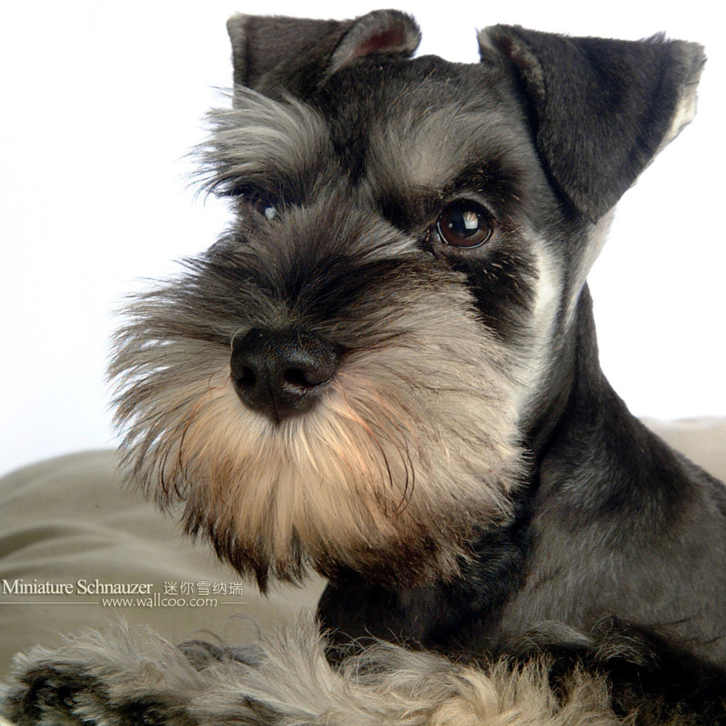 Маленький шнауцер на подушке
