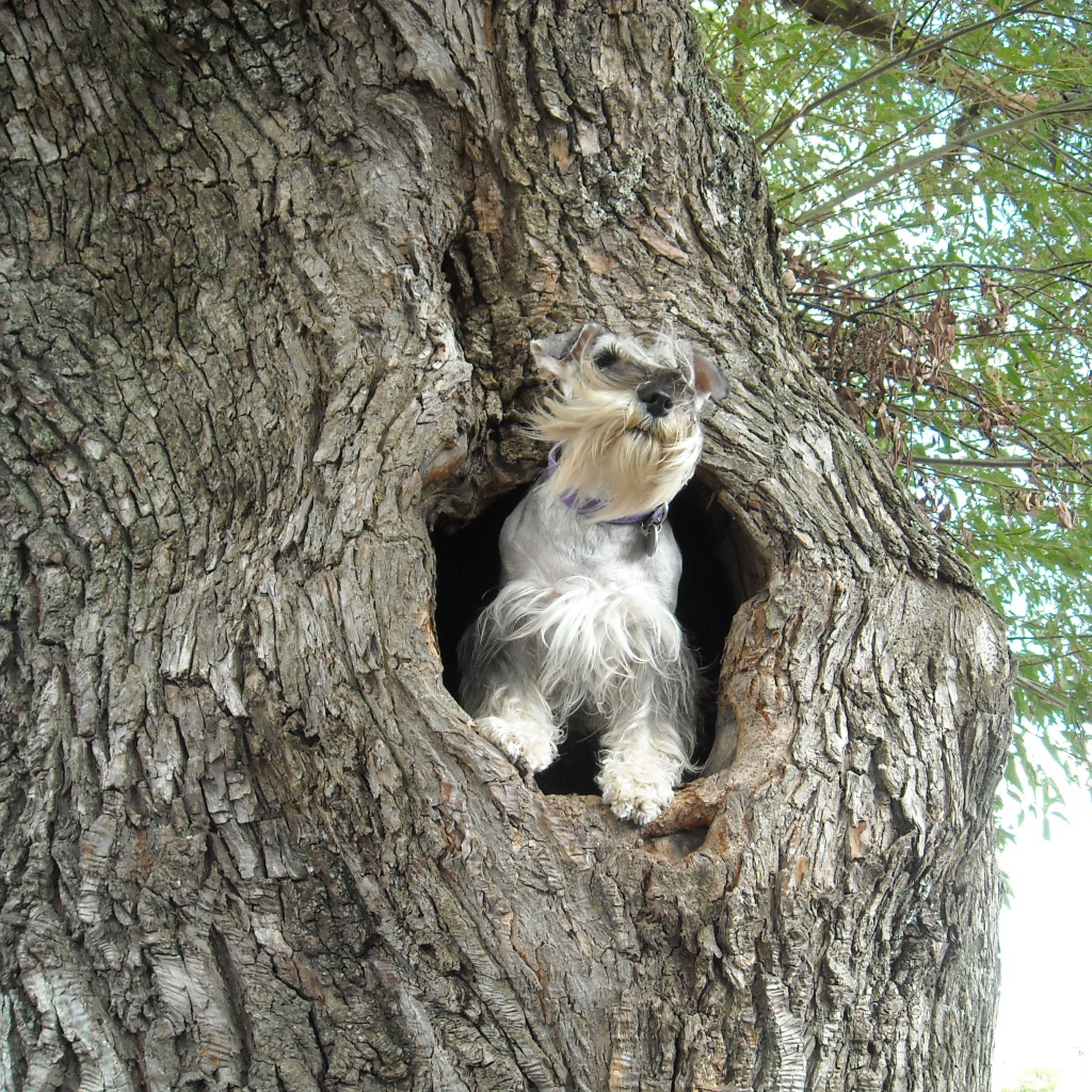 Маленький шнауцер на дереве