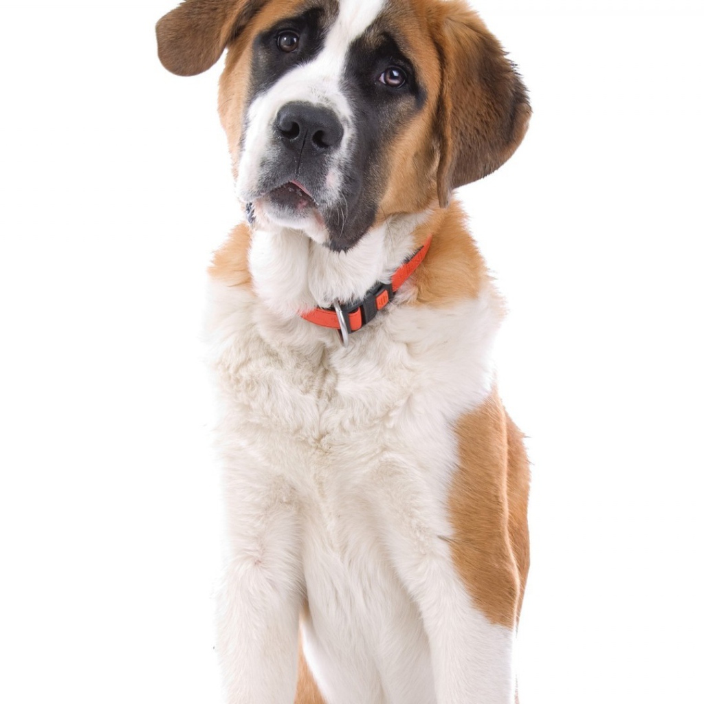 Маленький пес сенбернар