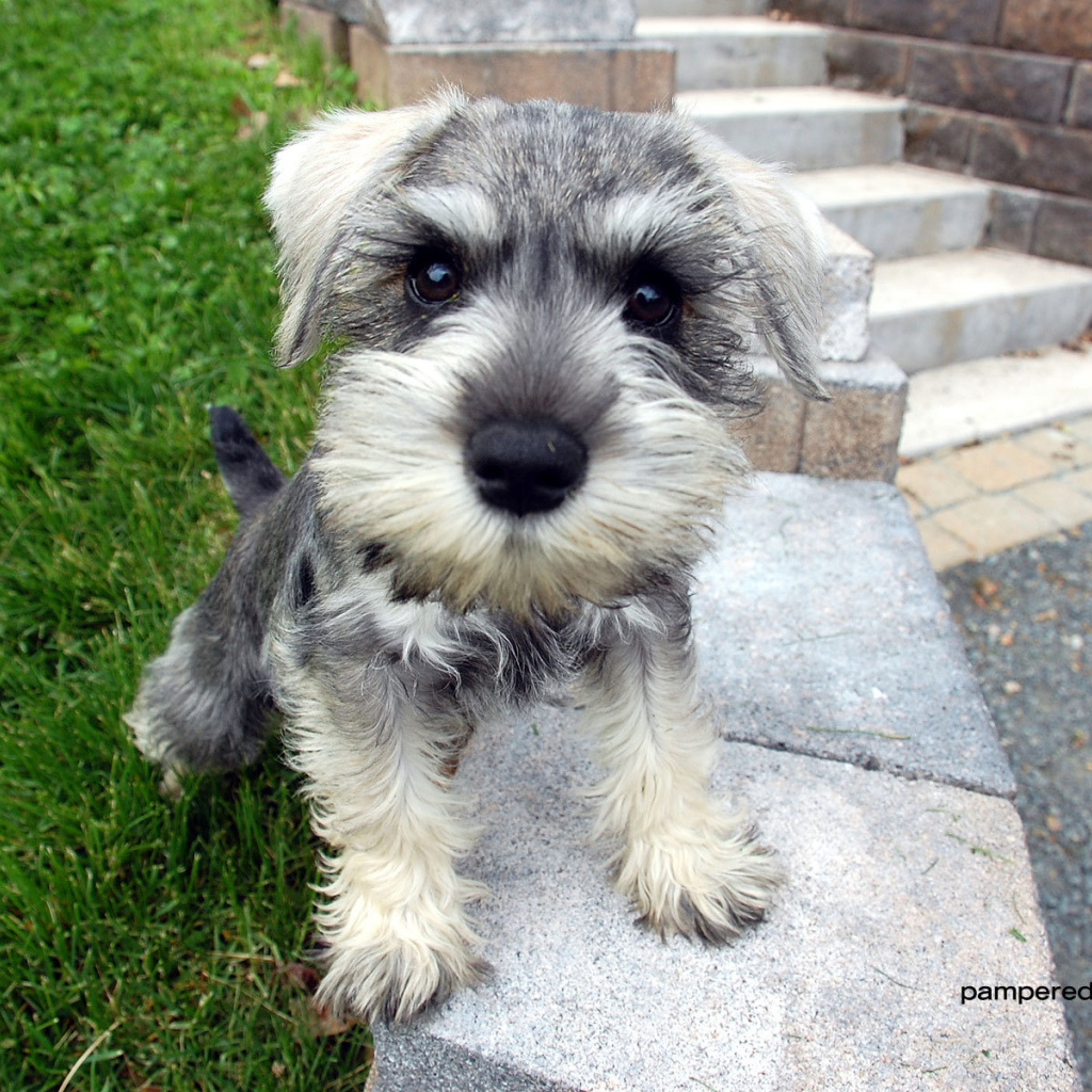 Маленькая собака шнауцер