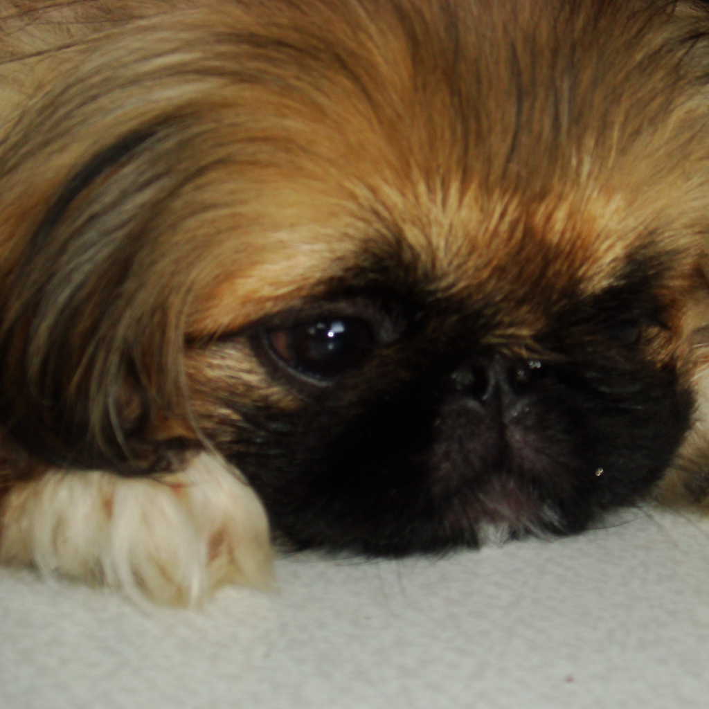 Маленькая девочка пекинес