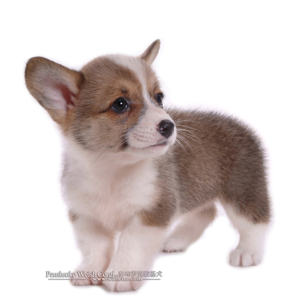 Маленький щенок вельш-корги