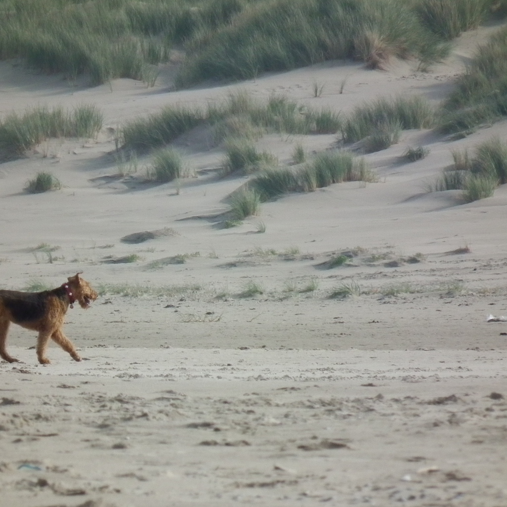 Одинокий эрдельтерьер в пустыне