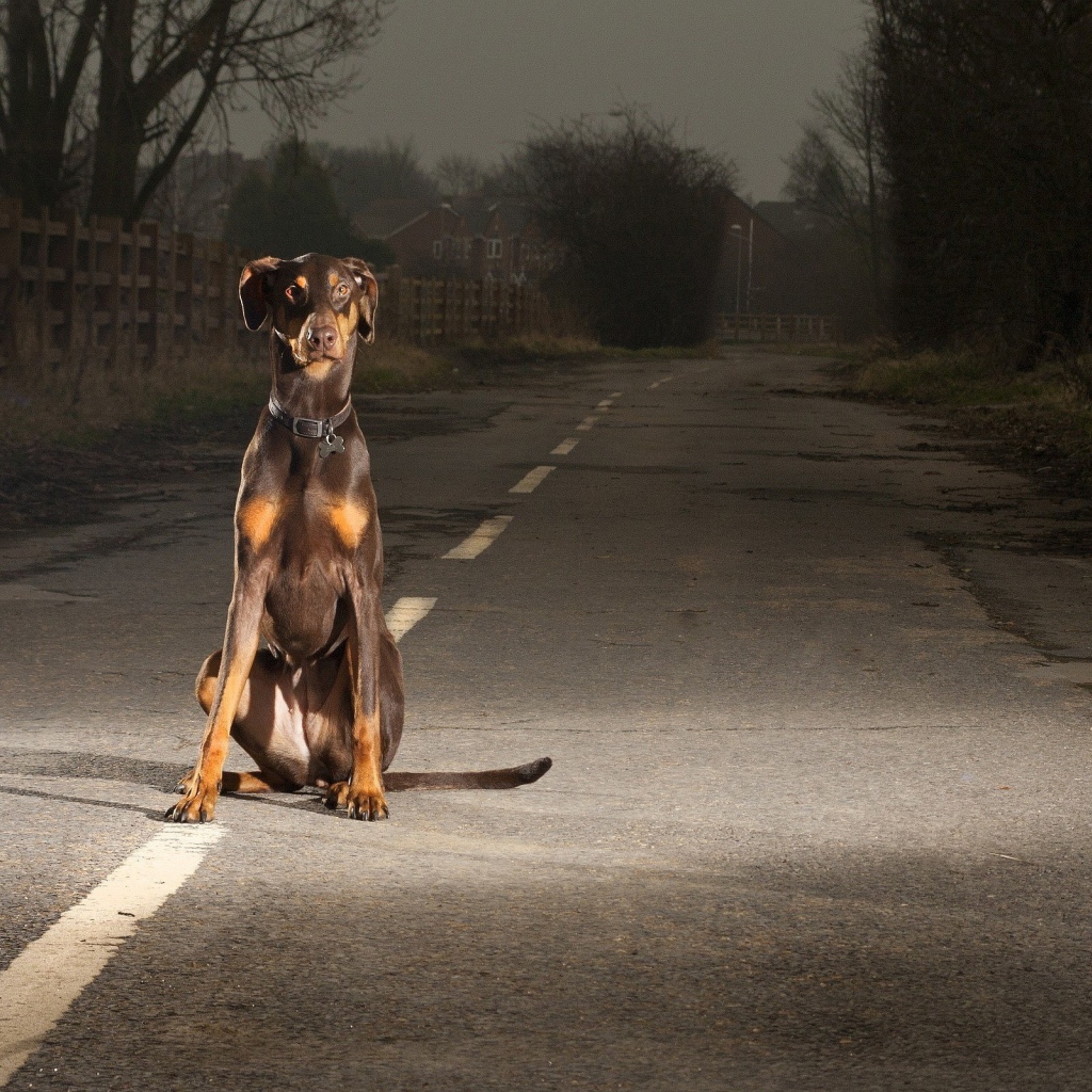 Одинокий доберман на дороге