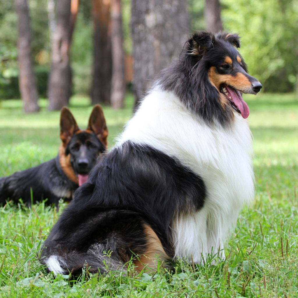 Длинношерстная собака колли