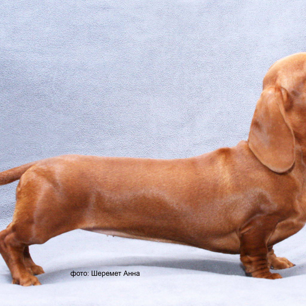 Длинная такса на голубом фоне