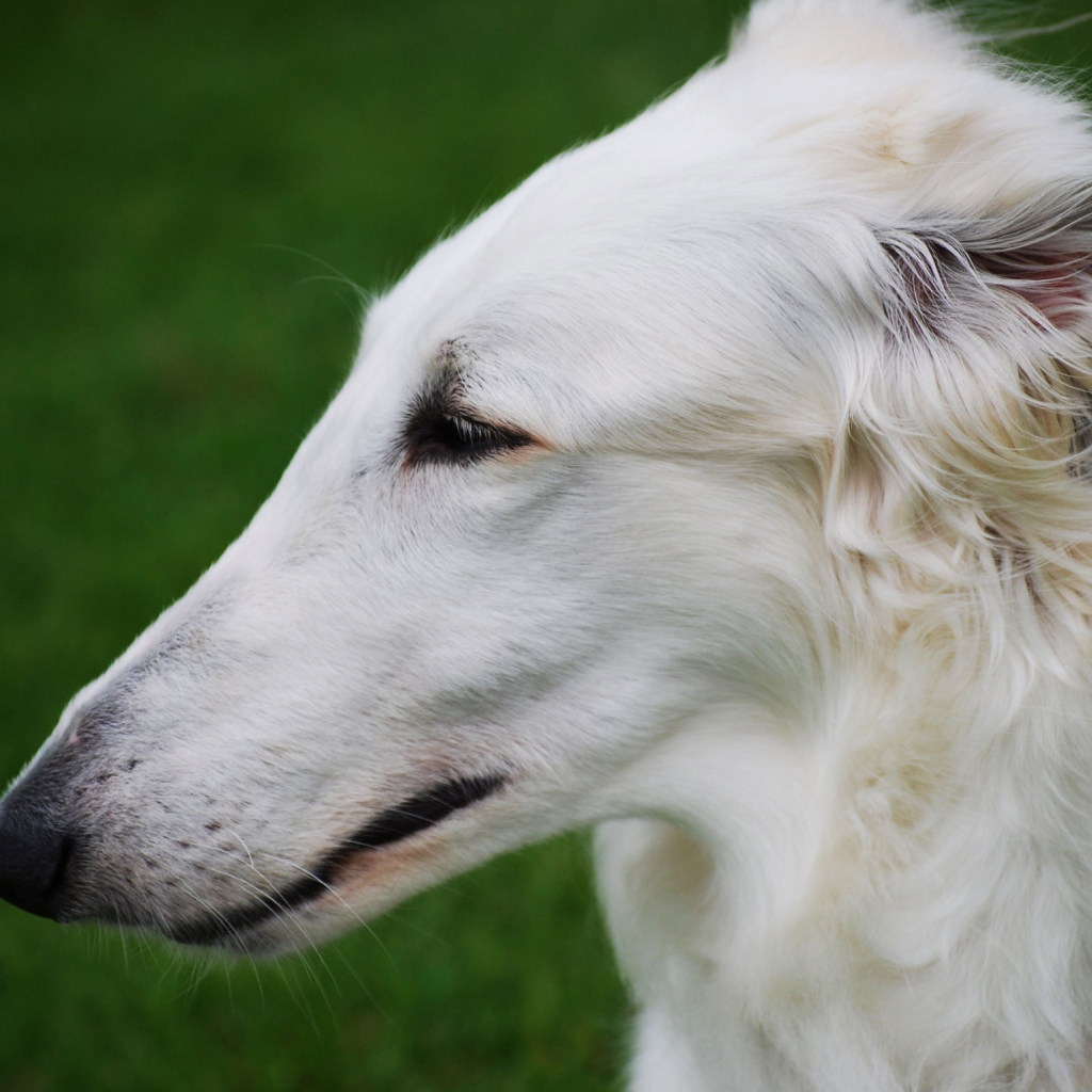 Длинная морда борзой собаки