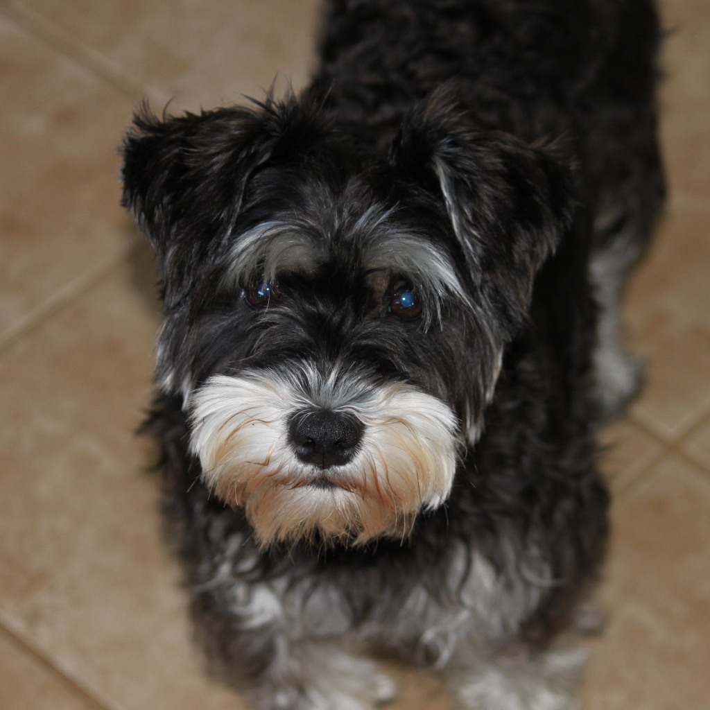 Взгляд маленького шнауцера