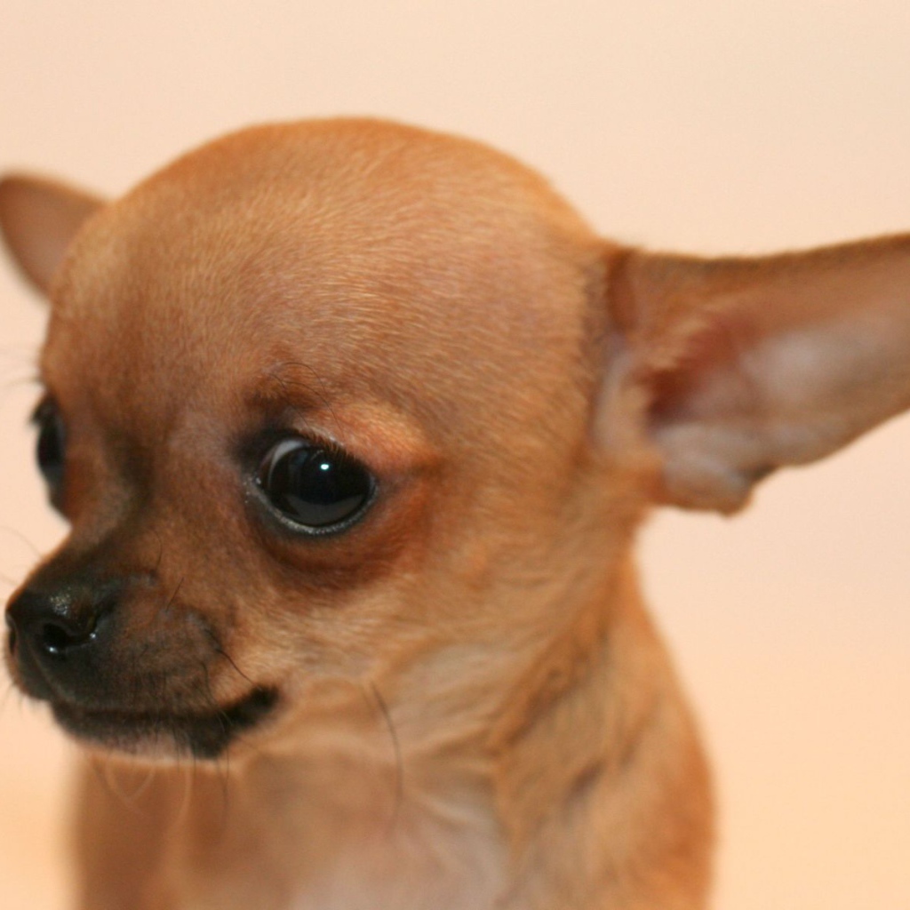 Взгляд собаки чихуахуа