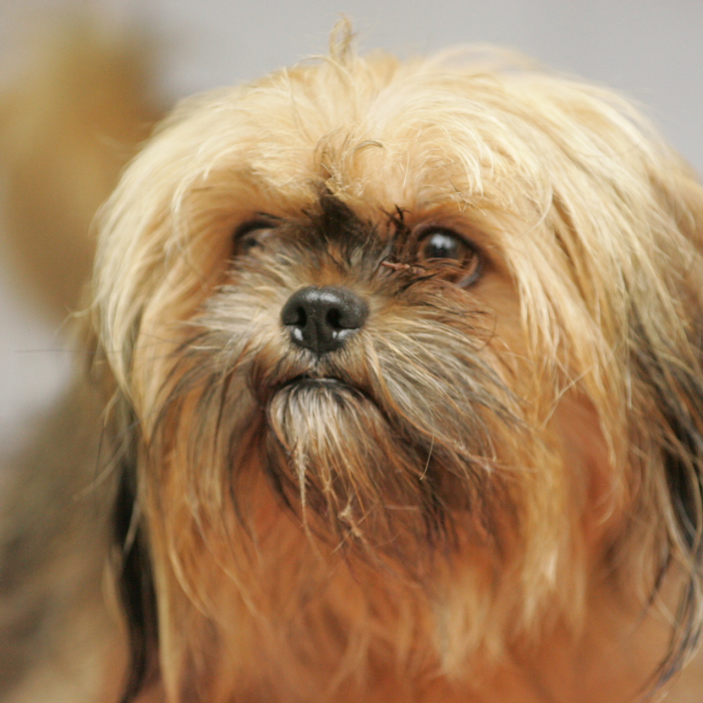 Взгляд милашки пекинеса