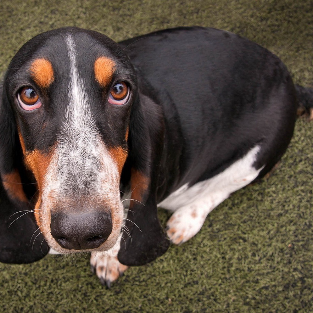 Преданный пес