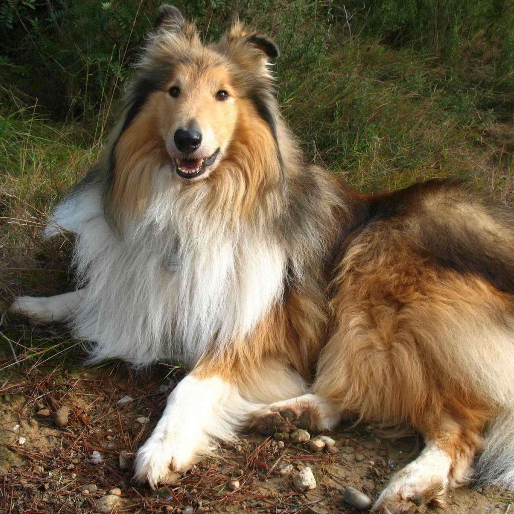 Роскошная собака колли