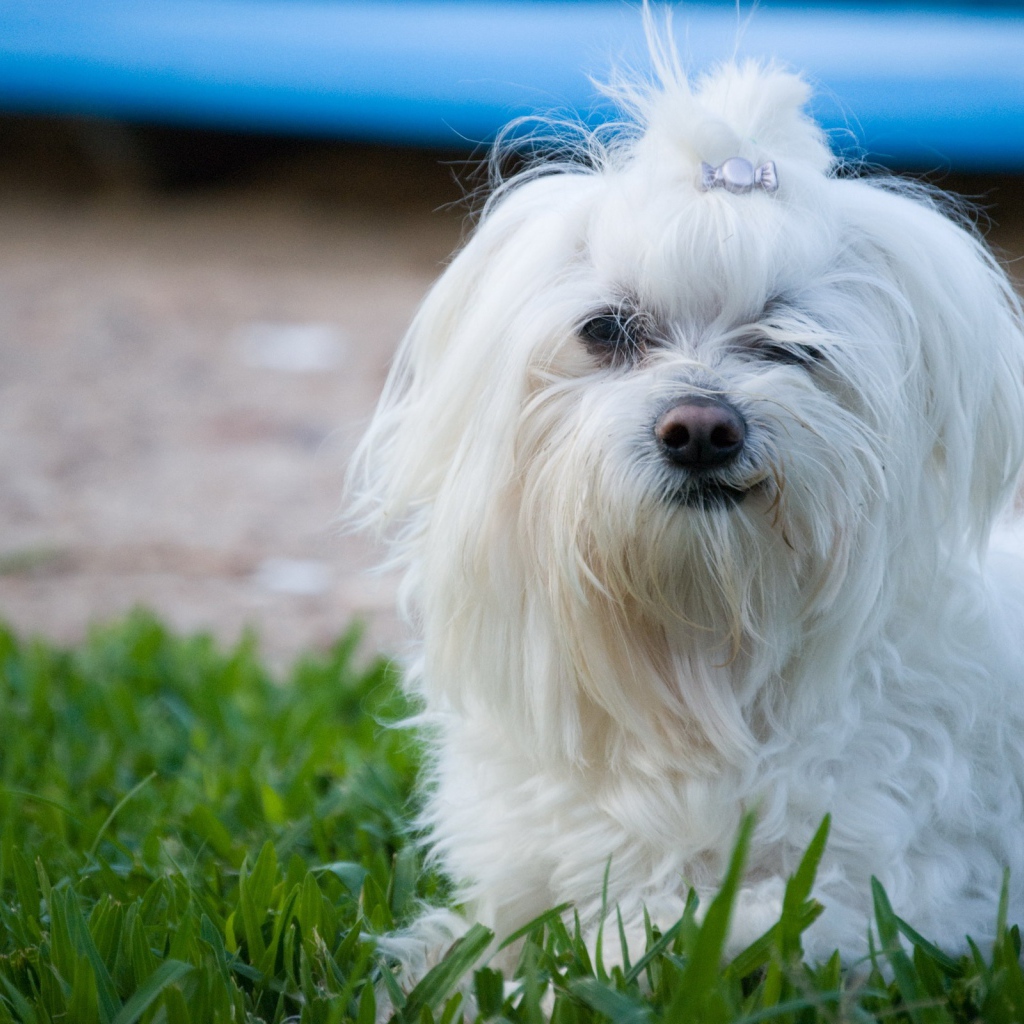 Мальтийская болонка на прогулке