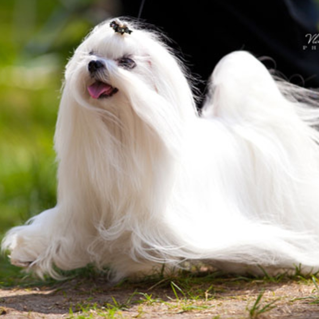 Мальтийская болонка бежит