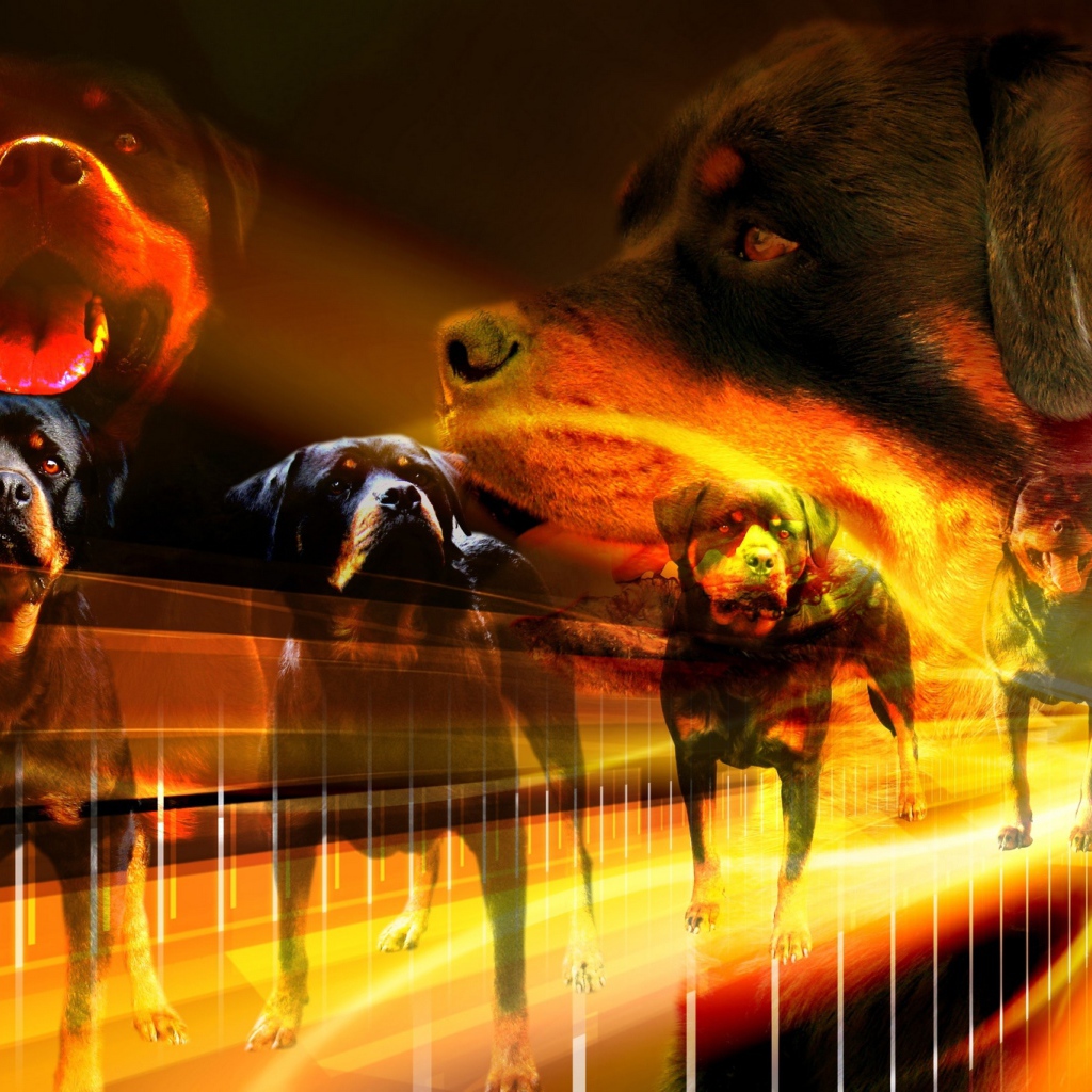 Много собак ротвейлеров