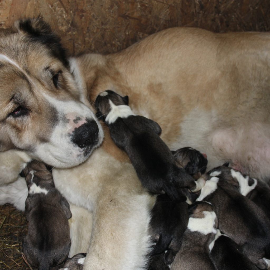 Мама алабай с щенками
