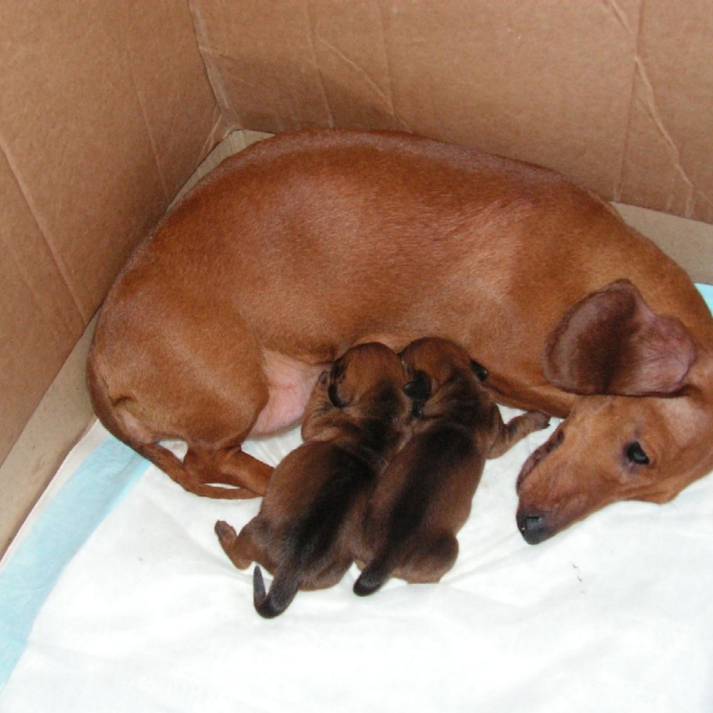 Мама такса с щенками