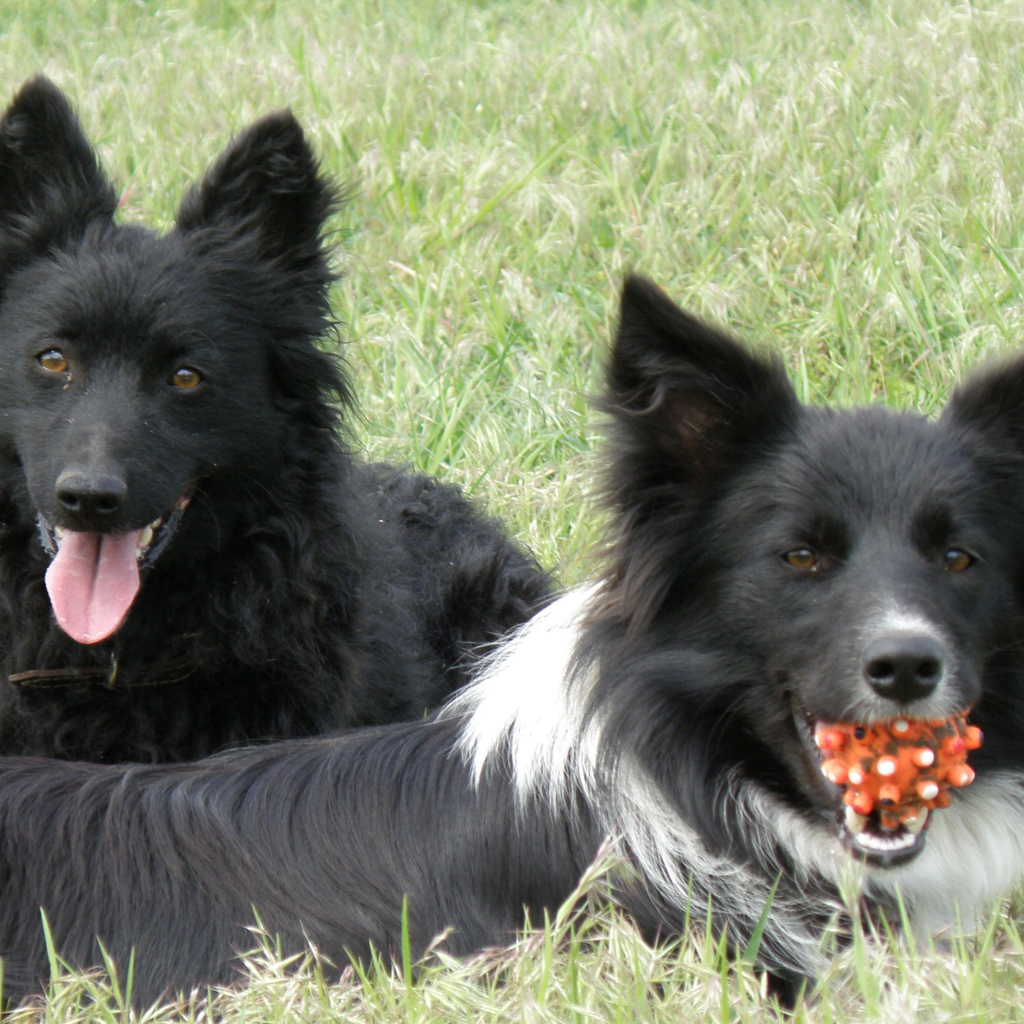 Собаки муди с игрушкой