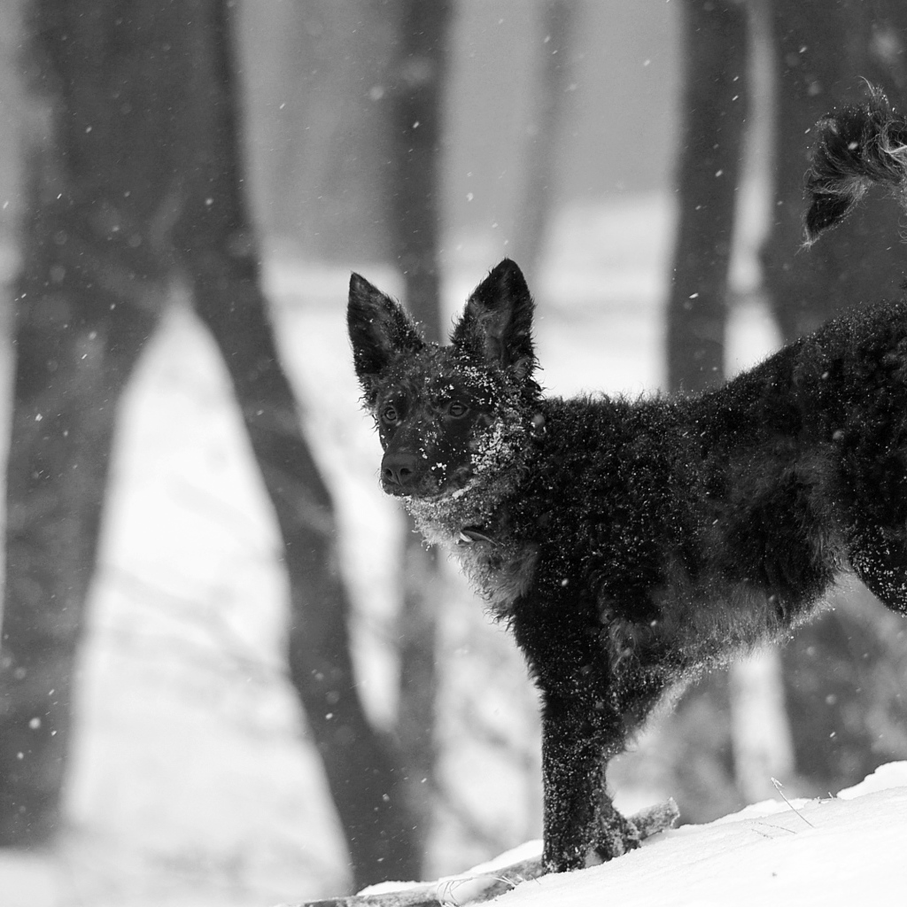 Муди на снегу