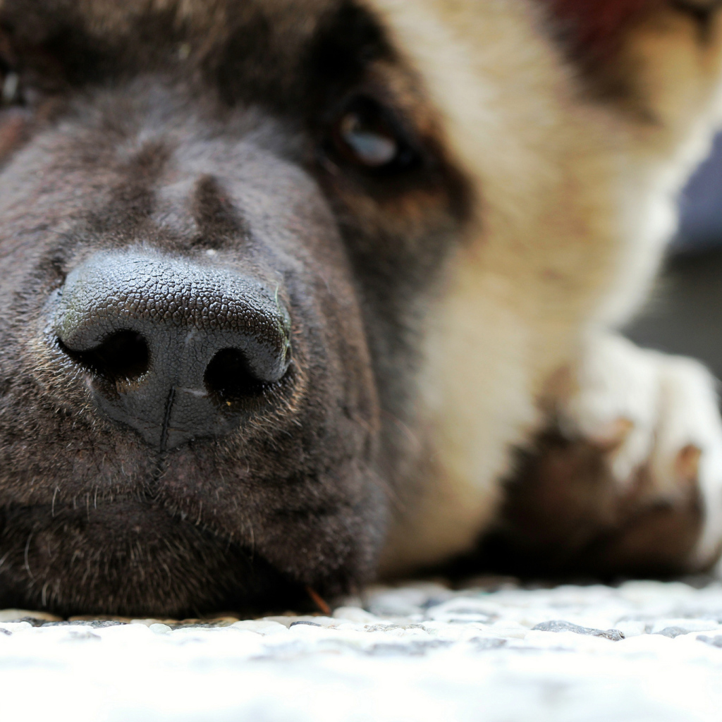 Мордочка американской акиты