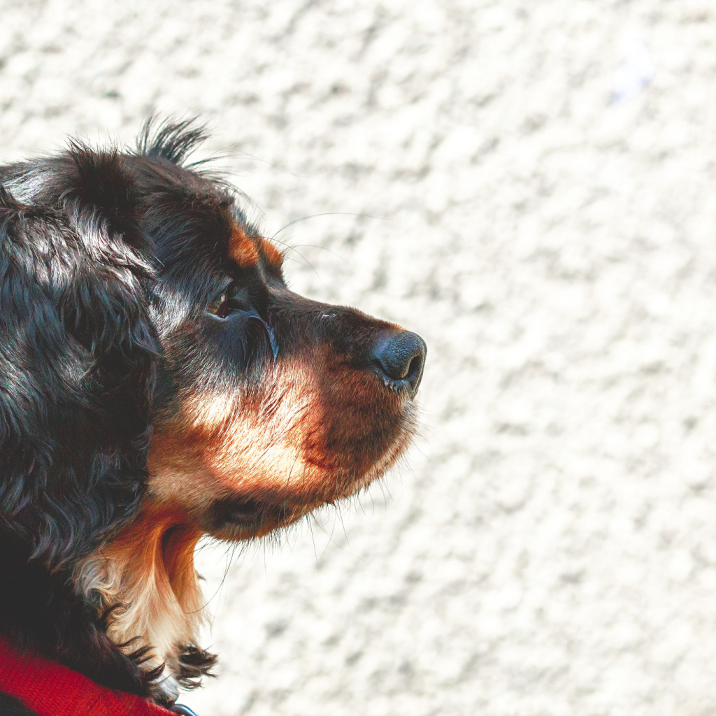 Мордочка кавалер кинг чарльз спаниеля