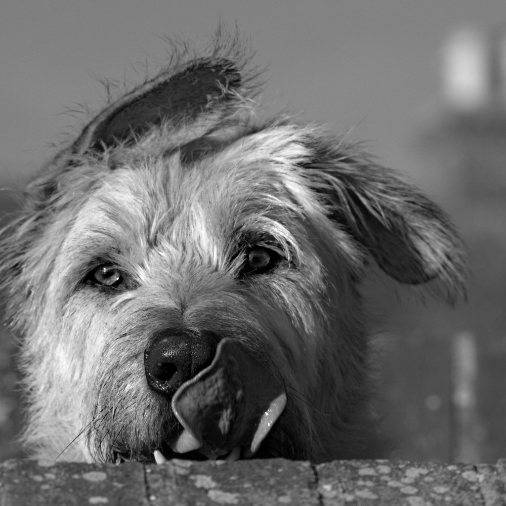 Мордочка ирландского волкодава