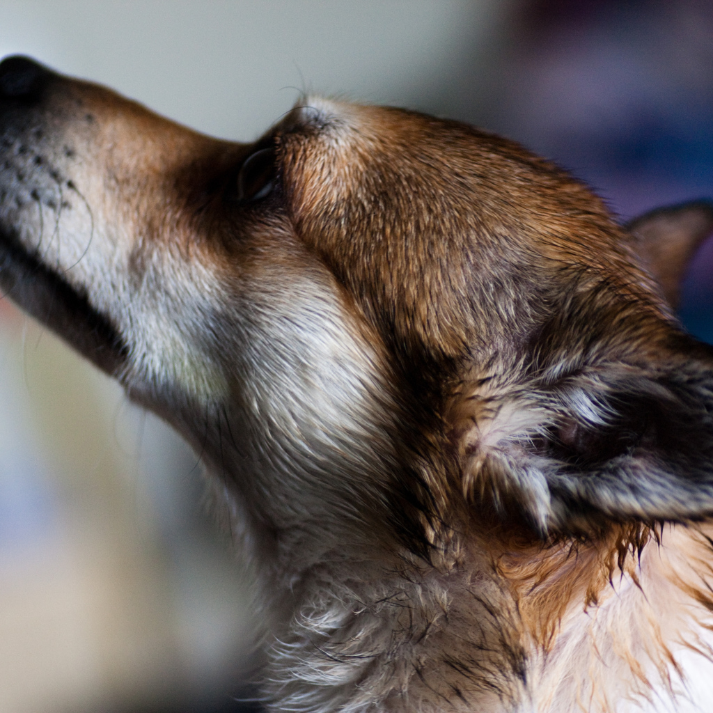 Мордочка норвежского лундехунда