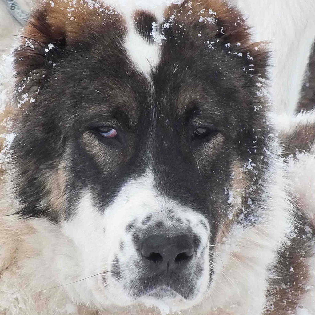 Морда алабая в снегу