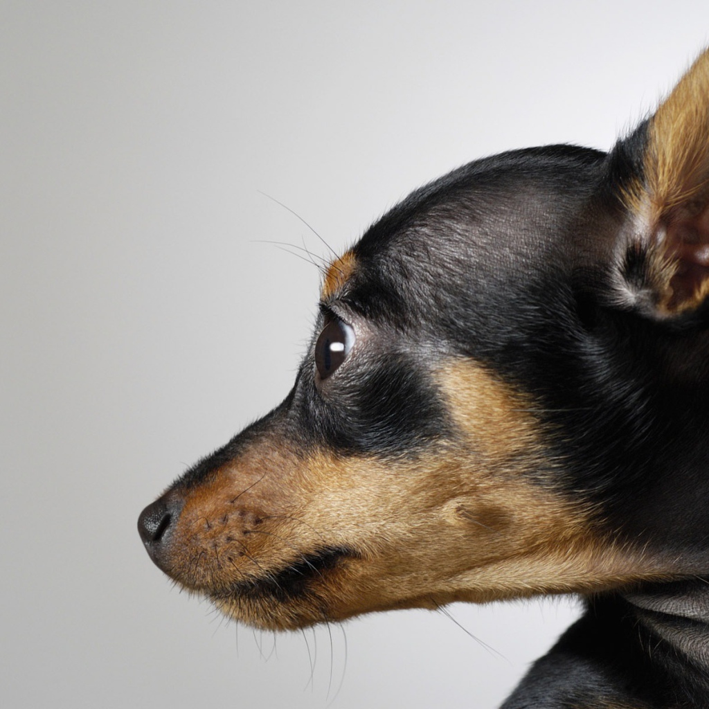 Морда собаки чихуахуа