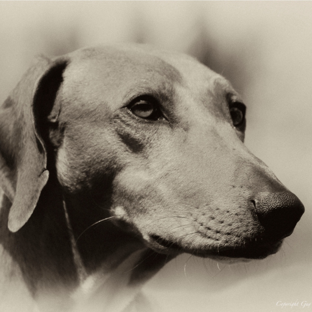 Мордочка собаки азавак