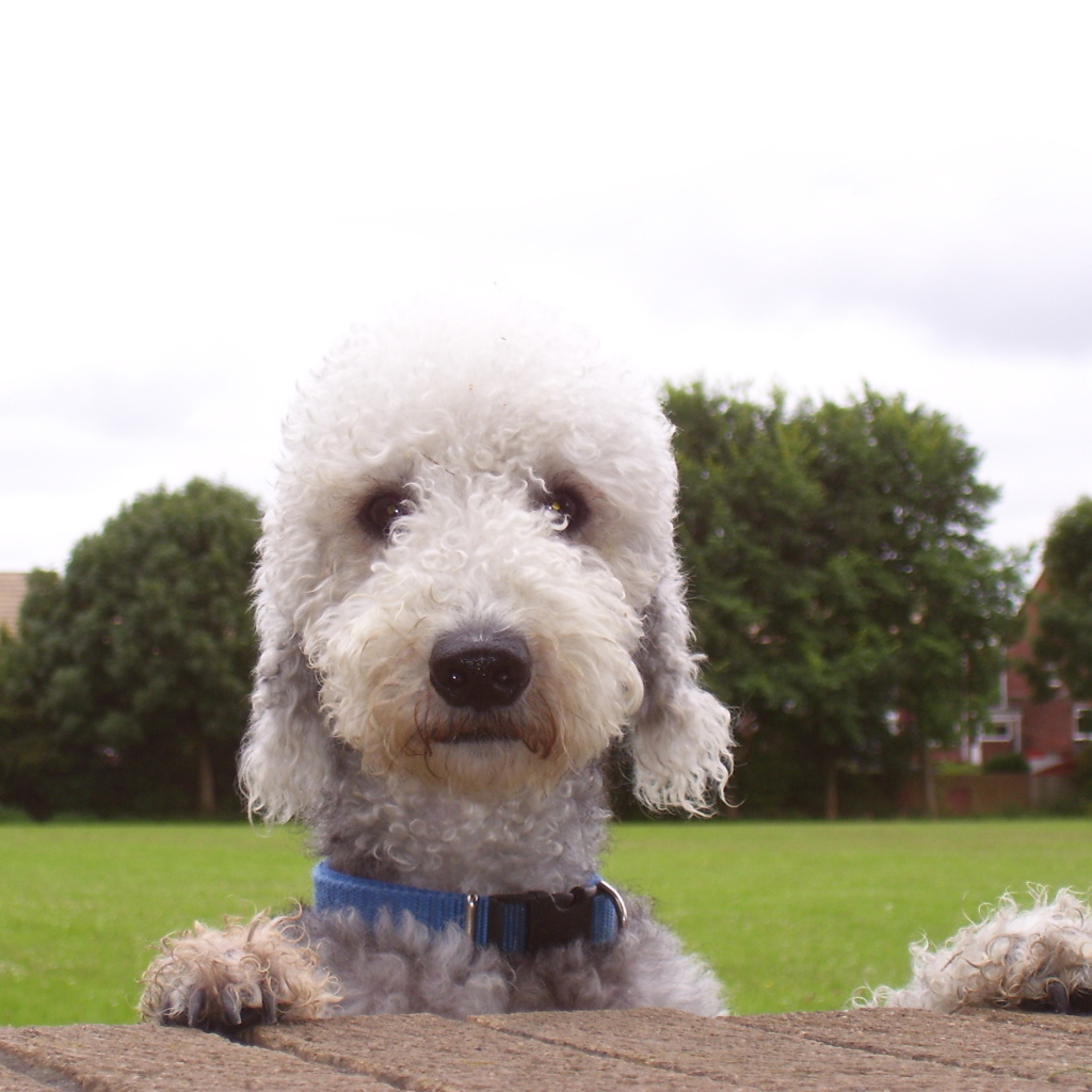 Мордашка собаки бедлингтон терьер