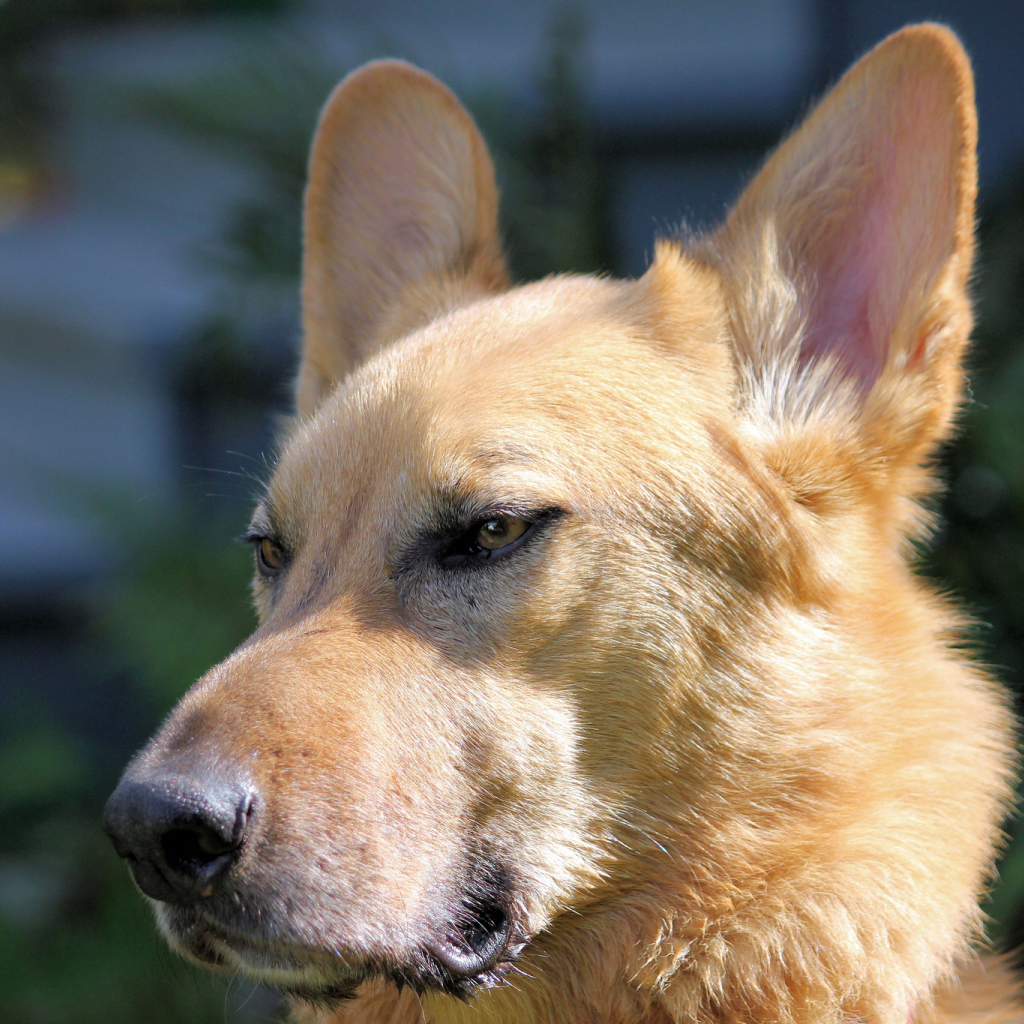 Морда пса чинук